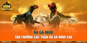 Đà Gà 888Bet - Tận Hưởng Các Trận Đá Gà Đỉnh Cao