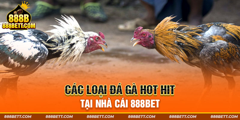 Các loại đá gà hot hit tại nhà cái 888B