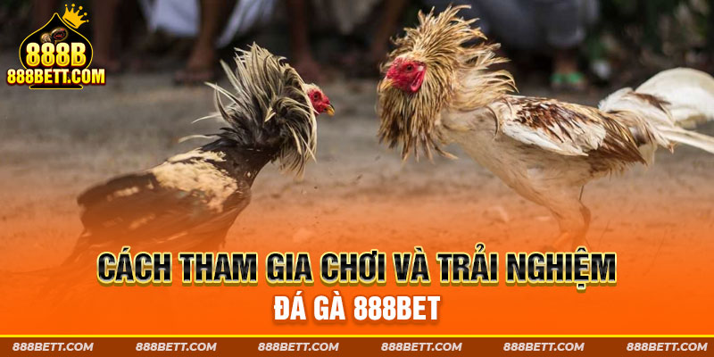 Cách tham gia chơi và trải nghiệm đá gà 888B