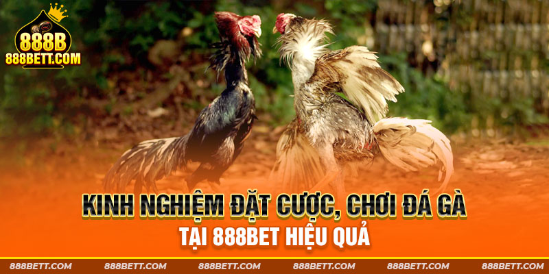 Kinh nghiệm đặt cược, chơi đá gà tại 888B hiệu quả