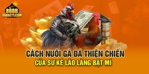 Cách Nuôi Gà Đá Thiện Chiến Của Sư Kê Lão Làng Bật Mí