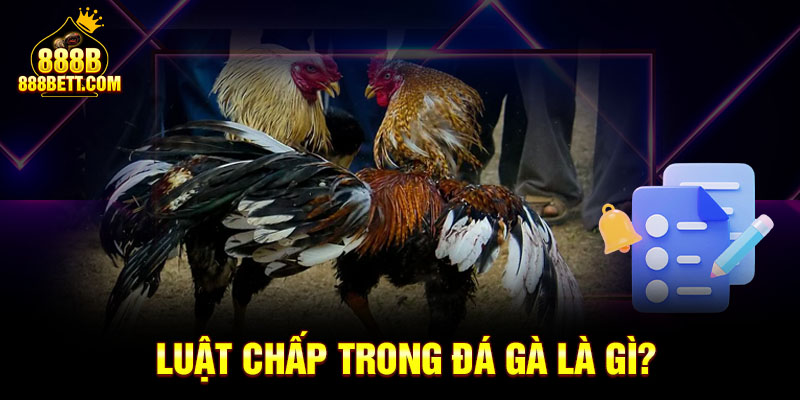 Luật chấp trong đá gà là gì?