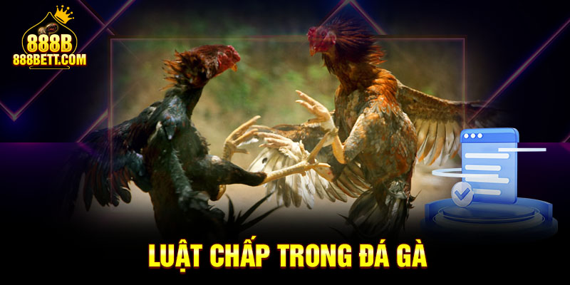 Các loại luật chấp trong đá gà 