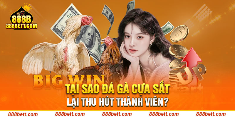 Tại sao đá gà cựa sắt lại thu hút thành viên?