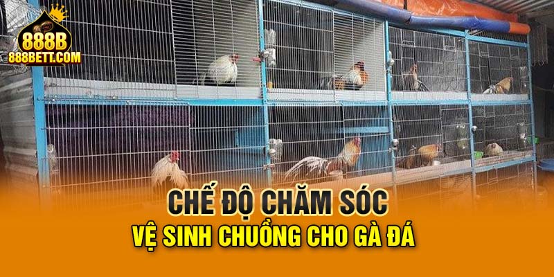 Chế độ chăm sóc, vệ sinh chuồng cho gà đá