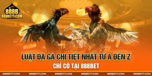 Luật Đá Gà Chi Tiết Nhất Từ A Đến Z Chỉ Có Tại 888BET