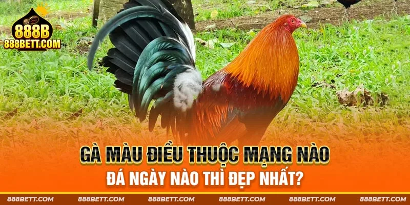 Gà điều có những màu mạng nào thì nên đá ngày nào