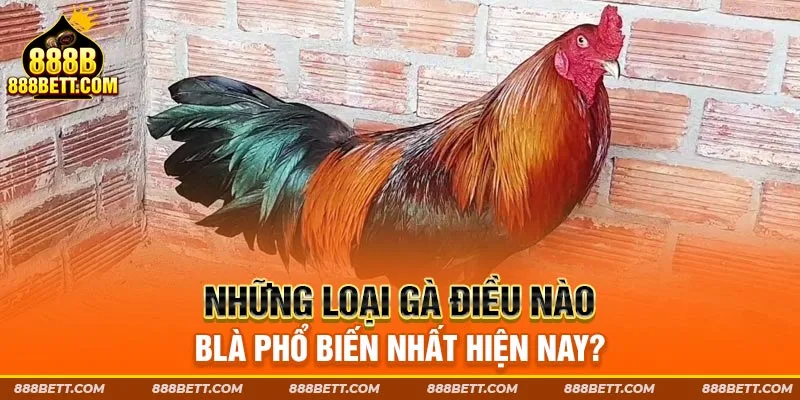 Gà điều phổ biến nhất hiện nay.